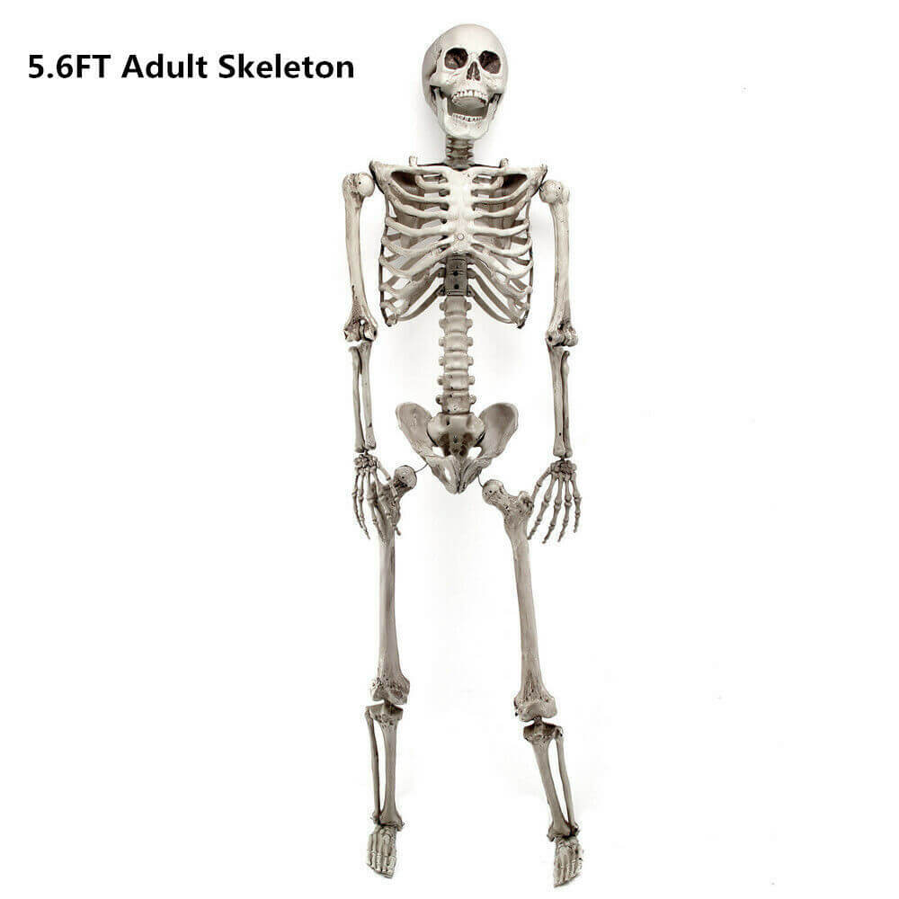 Halloween Skeleton 5.6ft