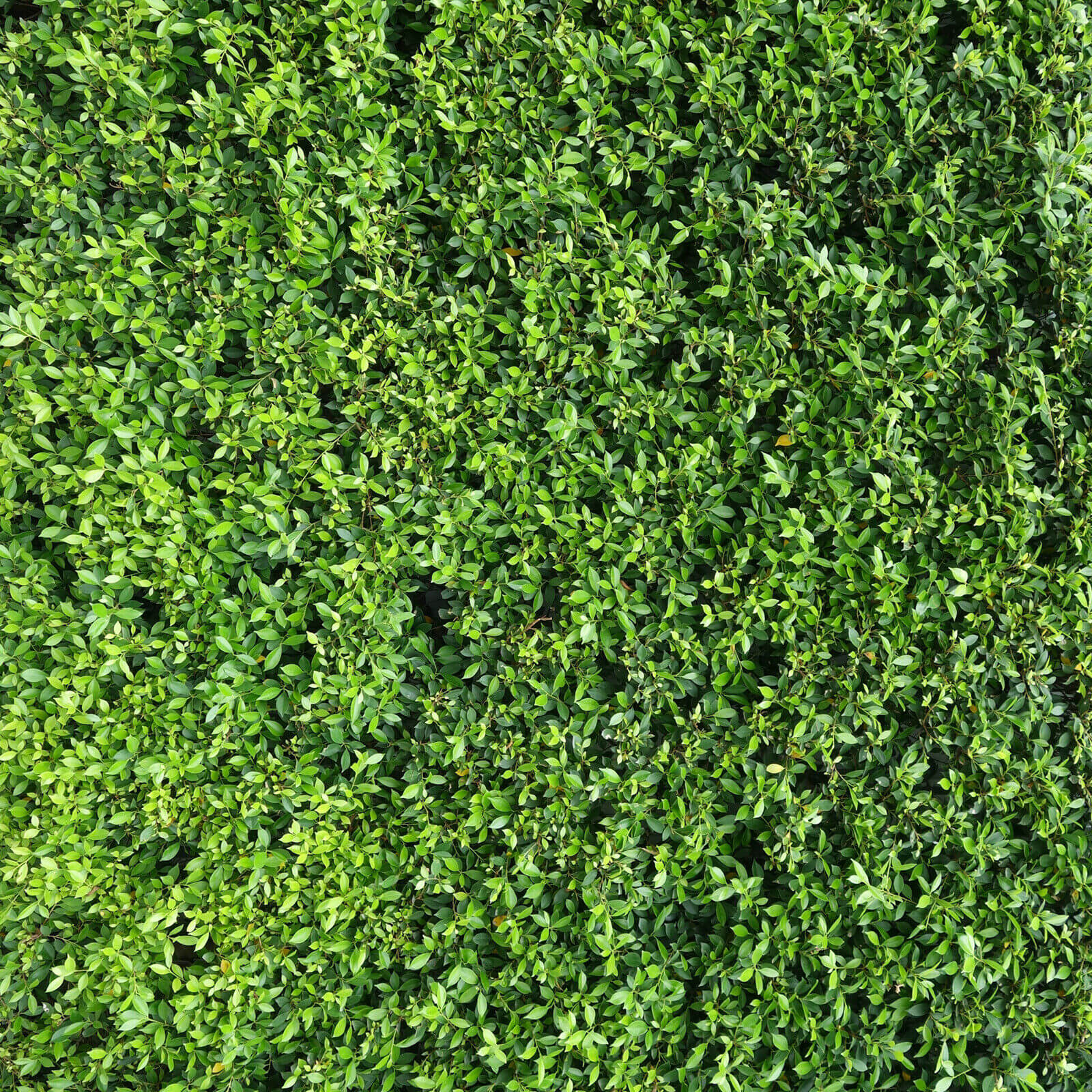 Photography Background detail